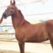 A mare worth Rs 1.17 crore arrives at the Nandurbar fair