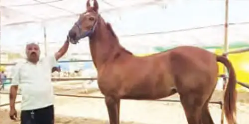 A mare worth Rs 1.17 crore arrives at the Nandurbar fair