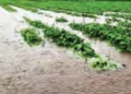 Weather events destroy 17.4 million hectares of crops, 4,419 deaths