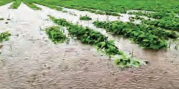 Weather events destroy 17.4 million hectares of crops, 4,419 deaths