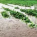 Weather events destroy 17.4 million hectares of crops, 4,419 deaths
