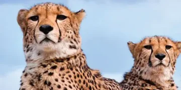 cheeta