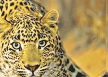 Leopards are roaming the streets, preparations are underway for sterilization.