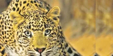 Leopards are roaming the streets, preparations are underway for sterilization.