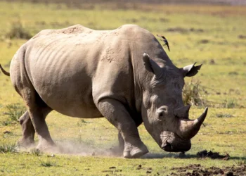 Rhino poaching down