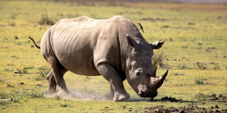 Rhino poaching down