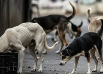 आवारा कुत्तों से निजात दिलाएंगे शेल्टर होम और एबीसी सेंटर