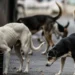 आवारा कुत्तों से निजात दिलाएंगे शेल्टर होम और एबीसी सेंटर