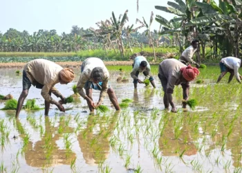 7.63 cr farmer IDs created under Digital Agri Mission