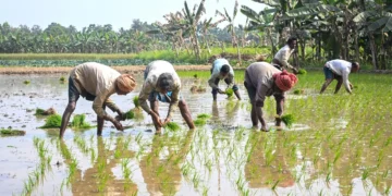 7.63 cr farmer IDs created under Digital Agri Mission