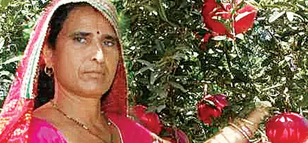 Santosh Devi is cultivating apples and pomegranates on the sandy, hot land of Sikar.