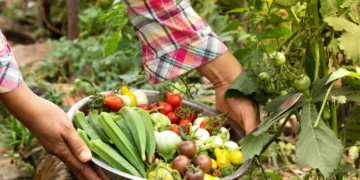 5 बीघे से भी कम जमीन और लाखों की कमाई