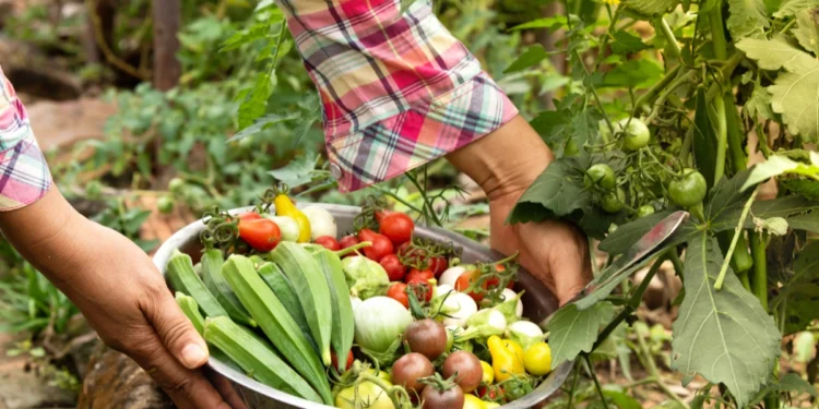 5 बीघे से भी कम जमीन और लाखों की कमाई