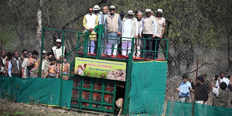 कूनो नेशनल पार्क में नए चीते