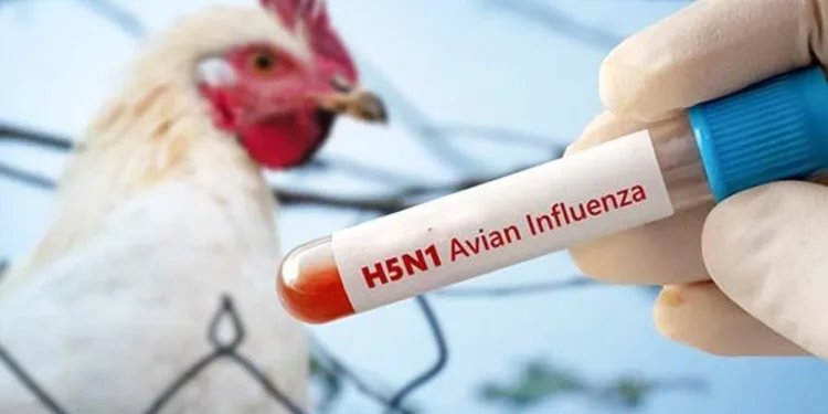 h5n1