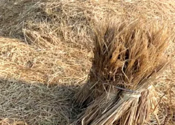 सिर्फ जानवरों का चारा मत समझिए, पराली से बन रही है 'पावर'