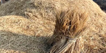 सिर्फ जानवरों का चारा मत समझिए, पराली से बन रही है 'पावर'