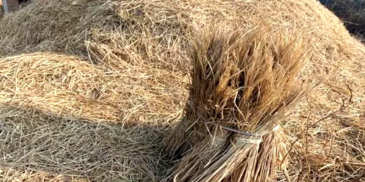 सिर्फ जानवरों का चारा मत समझिए, पराली से बन रही है 'पावर'