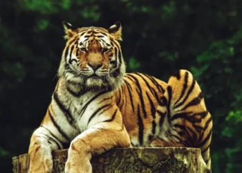 Medicinal Plants Take Centre Stage on World Wildlife Day