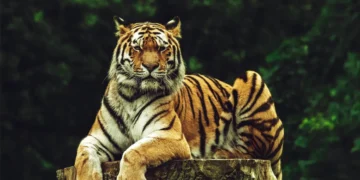 Medicinal Plants Take Centre Stage on World Wildlife Day