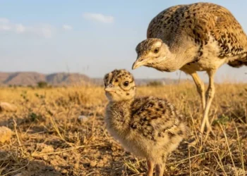 Great Indian Bustard chick hatches