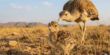 Great Indian Bustard chick hatches