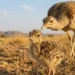 Great Indian Bustard chick hatches