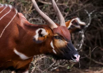 Mountain Bongo