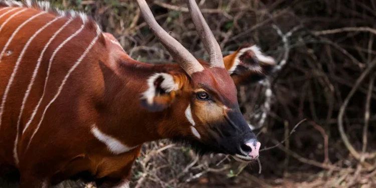 Mountain Bongo