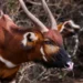 Mountain Bongo