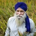 निहंगों का अनूठा संकल्प: बिना कीटनाशक कर रहे खेती, ताकि लंगर पवित्र रहे