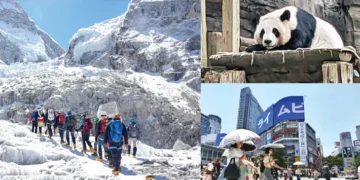 Pandas, Everest Risk, Tokyo Heat Policy Updates
