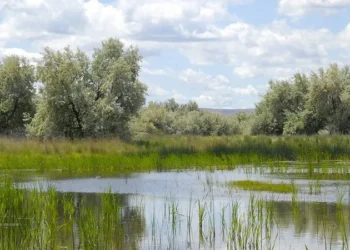 Protecting wetlands