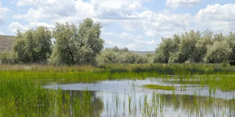 Protecting wetlands