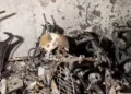 3 dead after fire breaks out in Delhi’s Tughlakabad