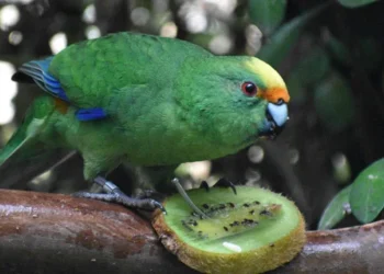 Rare NZ Parakeet Pair Boosts Population by 10%