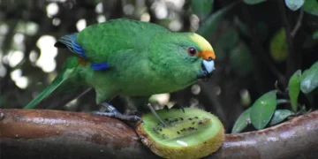 Rare NZ Parakeet Pair Boosts Population by 10%