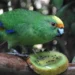 Rare NZ Parakeet Pair Boosts Population by 10%