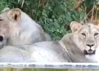 gir-lions-health-monitoring-cdv-virus