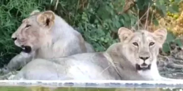 gir-lions-health-monitoring-cdv-virus