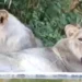 gir-lions-health-monitoring-cdv-virus