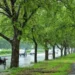 18 crore trees planned