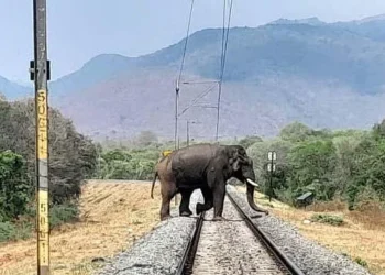 Tamil Nadu AI Elephant Monitoring