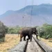 Tamil Nadu AI Elephant Monitoring