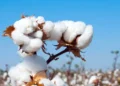 ndia's Cotton Output Moderates to 290.91 Lakh Bales