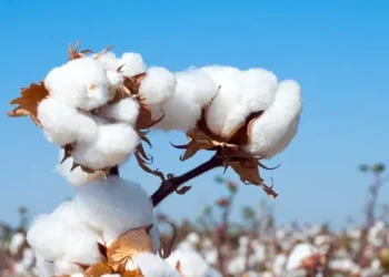 ndia's Cotton Output Moderates to 290.91 Lakh Bales