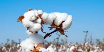 ndia's Cotton Output Moderates to 290.91 Lakh Bales