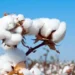 ndia's Cotton Output Moderates to 290.91 Lakh Bales