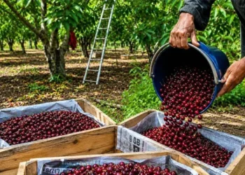 J&K Exports Premium Cherries and Plums to UAE