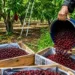 J&K Exports Premium Cherries and Plums to UAE